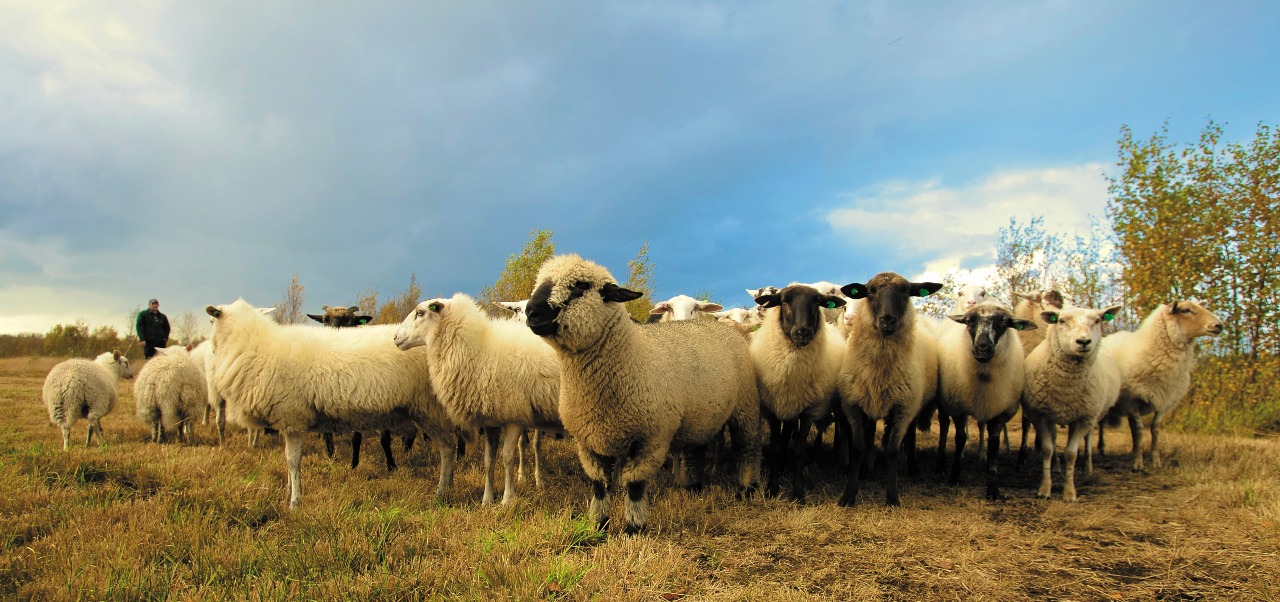 Meine Schafe hören meine Stimme
